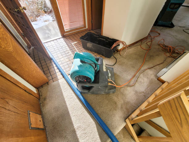 Best Basement water damage restoration  in Portales, NM