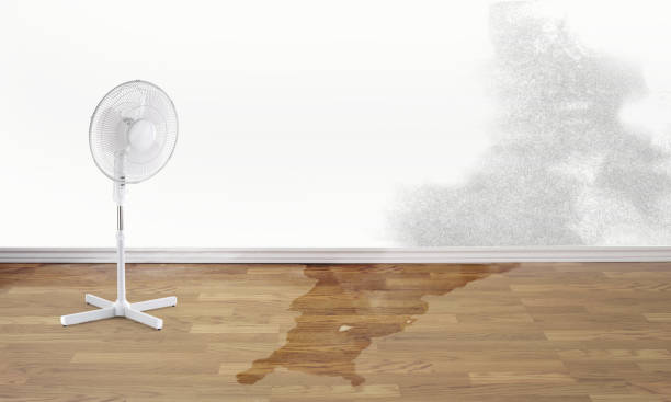 Best Flood damage cleanup  in Portales, NM